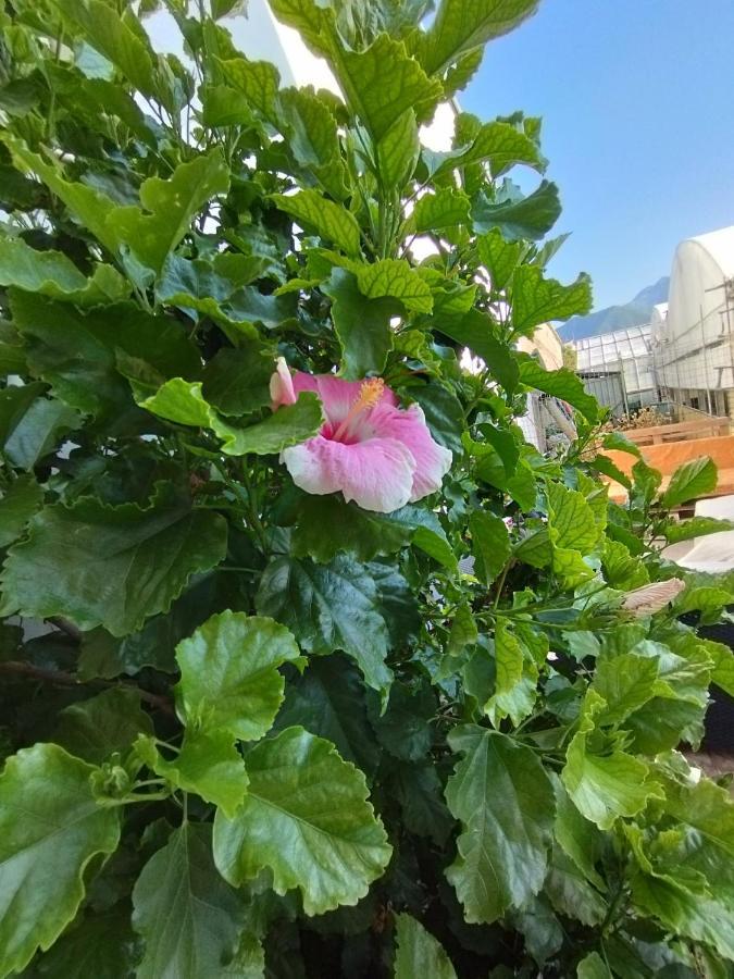 Hibiscus Lägenhet Castellammare di Stabia Exteriör bild